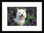 west Highland Terrier Sitting In Petunias by Anonymous