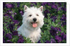 west Highland Terrier Sitting In Petunias by Anonymous