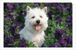 west Highland Terrier Sitting In Petunias by Anonymous