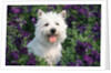 west Highland Terrier Sitting In Petunias by Anonymous