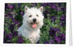 west Highland Terrier Sitting In Petunias by Anonymous