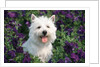 west Highland Terrier Sitting In Petunias by Anonymous