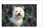 west Highland Terrier Sitting In Petunias by Anonymous