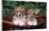 two Welsh Corgi Puppies In Basket by Anonymous