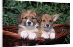 two Welsh Corgi Puppies In Basket by Anonymous