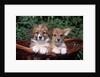 two Welsh Corgi Puppies In Basket by Anonymous