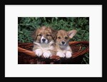 two Welsh Corgi Puppies In Basket by Anonymous