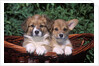 two Welsh Corgi Puppies In Basket by Anonymous