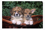 two Welsh Corgi Puppies In Basket by Anonymous