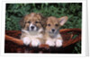 two Welsh Corgi Puppies In Basket by Anonymous