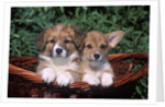 two Welsh Corgi Puppies In Basket by Anonymous