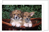 two Welsh Corgi Puppies In Basket by Anonymous