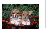 two Welsh Corgi Puppies In Basket by Anonymous