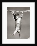 1950s Little Kitten Hanging From Rope Looking At Camera by Corbis