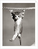 1950s Little Kitten Hanging From Rope Looking At Camera by Corbis