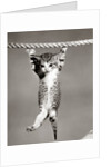 1950s Little Kitten Hanging From Rope Looking At Camera by Corbis