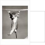 1950s Little Kitten Hanging From Rope Looking At Camera by Corbis