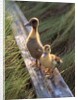 two Ducklings Standing On A Log by Anonymous