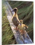 two Ducklings Standing On A Log by Anonymous
