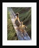 two Ducklings Standing On A Log by Anonymous