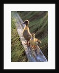 two Ducklings Standing On A Log by Anonymous