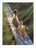 two Ducklings Standing On A Log by Anonymous