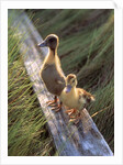 two Ducklings Standing On A Log by Anonymous