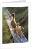 two Ducklings Standing On A Log by Anonymous