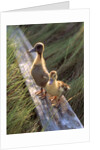 two Ducklings Standing On A Log by Anonymous