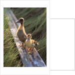 two Ducklings Standing On A Log by Anonymous