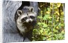 young Raccoon Procyon Lotor Looking At Camera From Hole In Tree Trunk by Anonymous