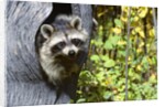 young Raccoon Procyon Lotor Looking At Camera From Hole In Tree Trunk by Anonymous