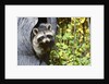 young Raccoon Procyon Lotor Looking At Camera From Hole In Tree Trunk by Anonymous