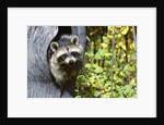 young Raccoon Procyon Lotor Looking At Camera From Hole In Tree Trunk by Anonymous