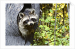 young Raccoon Procyon Lotor Looking At Camera From Hole In Tree Trunk by Anonymous