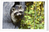 young Raccoon Procyon Lotor Looking At Camera From Hole In Tree Trunk by Anonymous