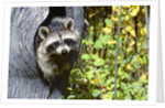 young Raccoon Procyon Lotor Looking At Camera From Hole In Tree Trunk by Anonymous