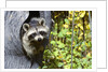 young Raccoon Procyon Lotor Looking At Camera From Hole In Tree Trunk by Anonymous