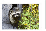 young Raccoon Procyon Lotor Looking At Camera From Hole In Tree Trunk by Anonymous