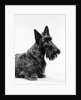 black Scottie Scottish Terrier Dog With Head Slightly Tilted Looking At Camera by Anonymous