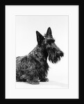 black Scottie Scottish Terrier Dog With Head Slightly Tilted Looking At Camera by Anonymous