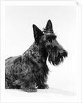 black Scottie Scottish Terrier Dog With Head Slightly Tilted Looking At Camera by Anonymous