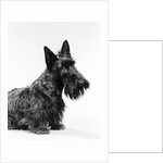 black Scottie Scottish Terrier Dog With Head Slightly Tilted Looking At Camera by Anonymous