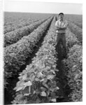 1970s Man Standing With Arms Crossed Among Rows Of Large Soybean Crop Looking At Camera by Anonymous