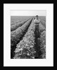 1970s Man Standing With Arms Crossed Among Rows Of Large Soybean Crop Looking At Camera by Anonymous