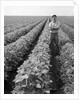 1970s Man Standing With Arms Crossed Among Rows Of Large Soybean Crop Looking At Camera by Anonymous