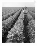 1970s Man Standing With Arms Crossed Among Rows Of Large Soybean Crop Looking At Camera by Anonymous
