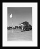 1950s Man Playing Golf Putting Golf Ball On Green To Flag And Cup Outdoor by Anonymous