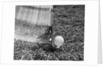 1960s Moving Driver Golf Club Hitting Ball On Tee In Grass by Anonymous
