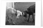 a Black & A White Goat Butting Heads by Anonymous